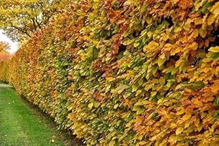 10pcs hêtres communs 80–120 cm – haie de jardin – plants de haie – Fagus sylvatica – hêtre rouge – plants à racines nues – hêtres pour haies denses