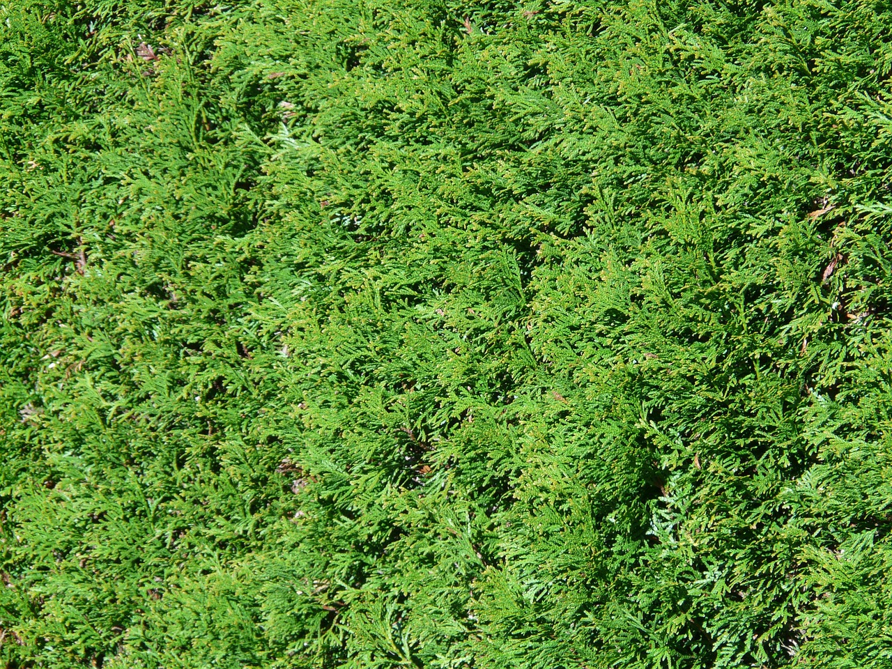 Quels végétaux choisir pour créer une haie occultante rapidement et naturellement ? découvrez notre sélection de plantes de haies adaptées à tous les jardins, pour créer des espaces intimes, protéger du vent et embellir votre extérieur toute l'année.