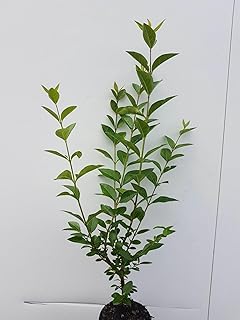 10pcs troènes Atrovirens 50–80 cm (hauteur de plante pure) – Ligustrum Atrovirens – plants à racines nues – plantes de haie – plante de jardin – haie dense et persistante