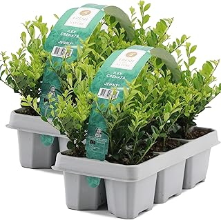 GardenersDream 12X Ilex Crenata 