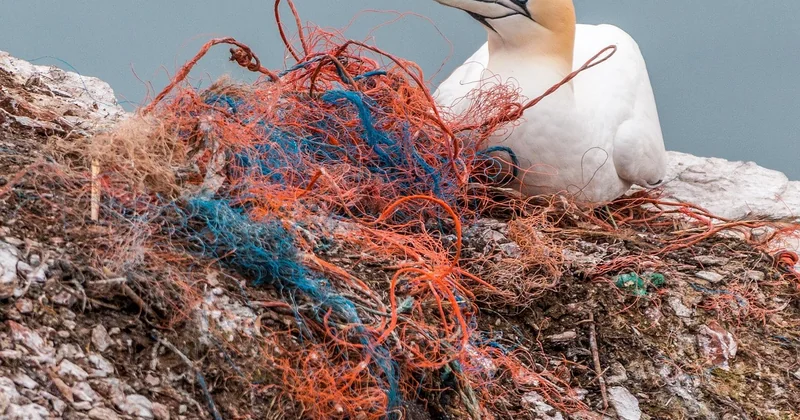 Comment choisir son filet : les critères qui comptent