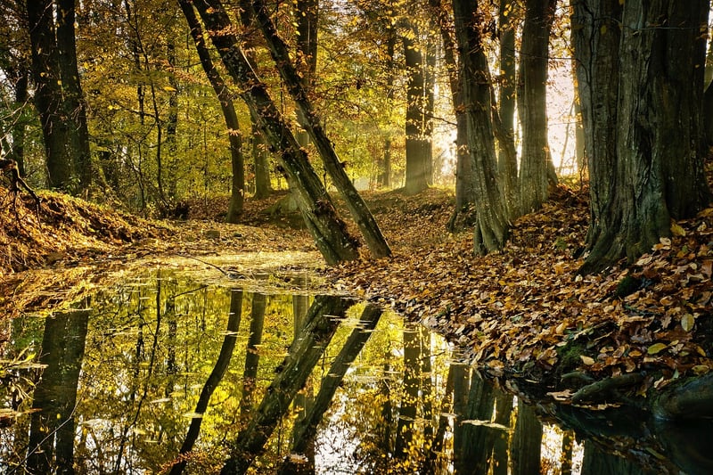 des arbres